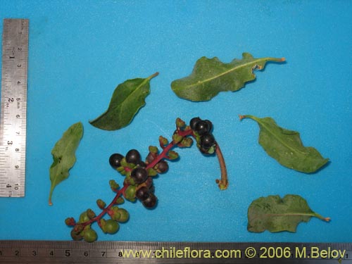 Bild von Anisomeria littoralis (Pircún). Klicken Sie, um den Ausschnitt zu vergrössern.