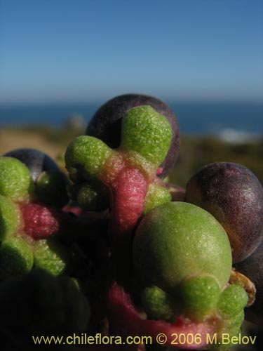 Bild von Anisomeria littoralis (Pircún). Klicken Sie, um den Ausschnitt zu vergrössern.