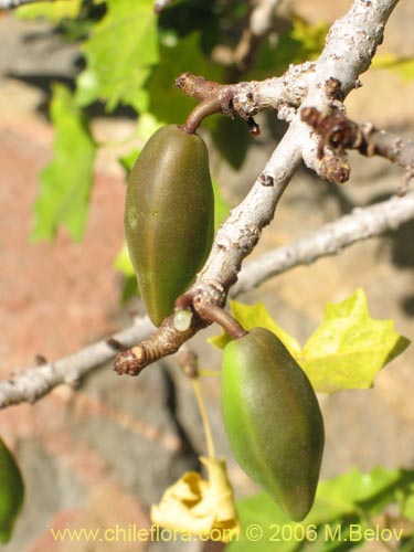 Carica chilensis的照片