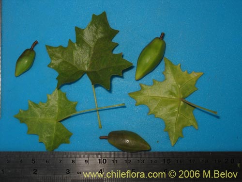 Carica chilensis的照片