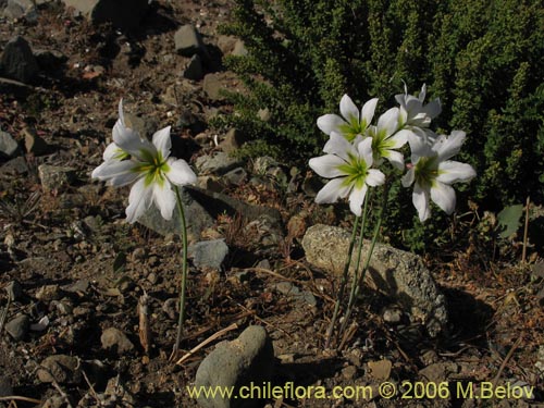 Image of Leucocoryne purpurea (). Click to enlarge parts of image.