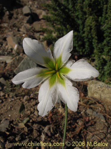 Image of Leucocoryne purpurea (). Click to enlarge parts of image.