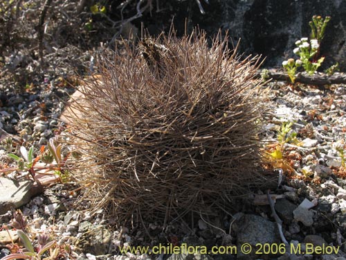 Eriosyce senilisの写真