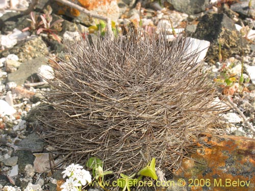 Bild von Eriosyce senilis (Viejito). Klicken Sie, um den Ausschnitt zu vergrössern.