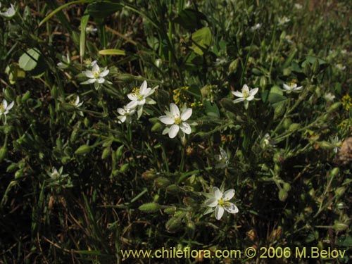 Image of Spergularia sp. #2325 (). Click to enlarge parts of image.