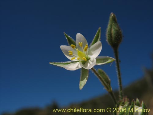 Image of Spergularia sp. #2325 (). Click to enlarge parts of image.