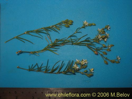 Imágen de Spergularia sp. #2325 (). Haga un clic para aumentar parte de imágen.