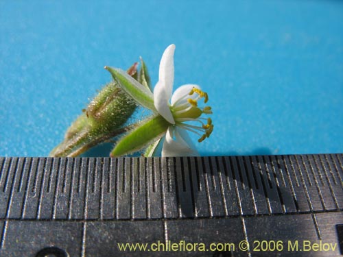 Image of Spergularia sp. #2325 (). Click to enlarge parts of image.