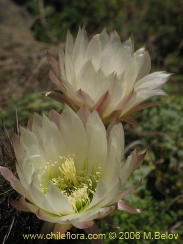 Image of Echinopsis chiloensis ssp. littoralis (Quisco costero). Click to enlarge parts of image.
