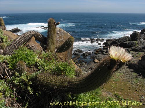 Image of Echinopsis chiloensis ssp. littoralis (Quisco costero). Click to enlarge parts of image.