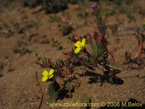 Image of Epilobium sp. #2397 (). Click to enlarge parts of image.