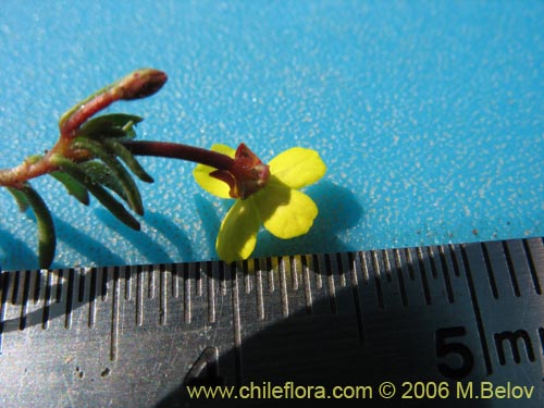 Image of Epilobium sp. #2397 (). Click to enlarge parts of image.