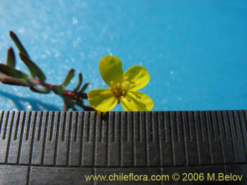 Image of Epilobium sp. #2397 (). Click to enlarge parts of image.