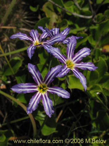 Image of Leucocoryne vitatta (). Click to enlarge parts of image.