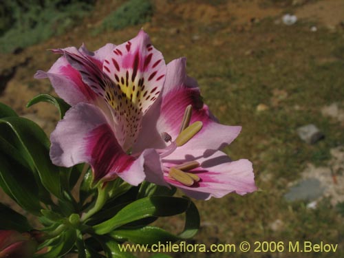 Image of Alstroemeria pelegrina (Pelegrina / Mariposa de Los Molles). Click to enlarge parts of image.