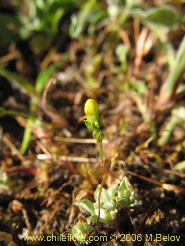 Image of Unidentified Plant sp. #2323 (). Click to enlarge parts of image.