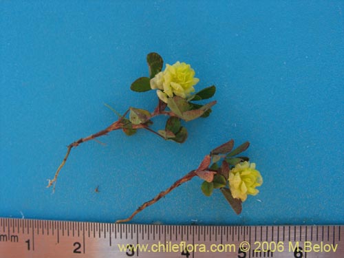 Image of Trifolium sp. #2324 (). Click to enlarge parts of image.