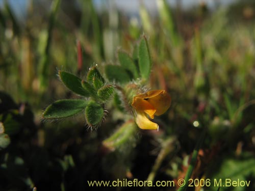 Image of Adesmia sp. #1619 (). Click to enlarge parts of image.