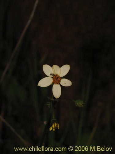 Bild von Bidens sp. #3063 (). Klicken Sie, um den Ausschnitt zu vergrössern.