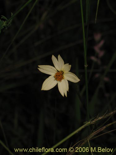 Bild von Bidens sp. #3063 (). Klicken Sie, um den Ausschnitt zu vergrössern.