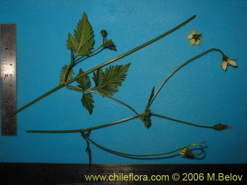 Bild von Bidens sp. #3063 (). Klicken Sie, um den Ausschnitt zu vergrössern.