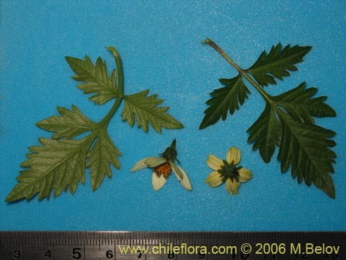 Bild von Bidens sp. #3063 (). Klicken Sie, um den Ausschnitt zu vergrössern.