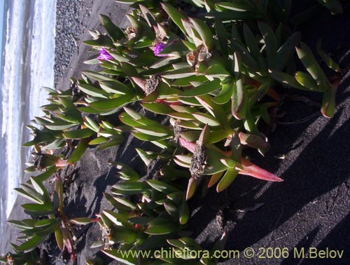 Image of Carpobrotus aequilaterus (Doca / Frutilla del mar). Click to enlarge parts of image.
