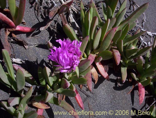Image of Carpobrotus aequilaterus (Doca / Frutilla del mar). Click to enlarge parts of image.