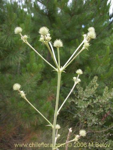 Eryngium paniculatum의 사진