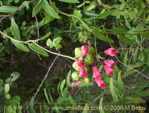 Image of Bomarea salsilla (Salsilla / Zarcilla / Copihuito). Click to enlarge parts of image.