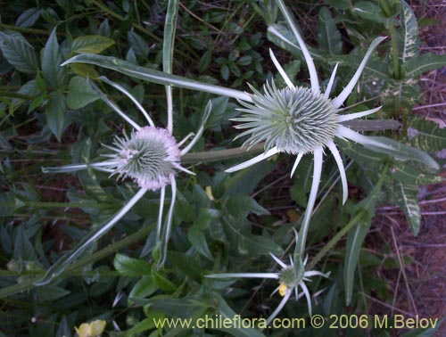 Image of Dipsacus sativus (Carda / Cardilla). Click to enlarge parts of image.