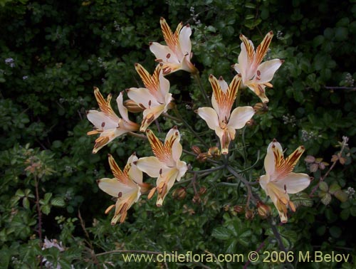 Alstroemeria ligtu ssp. ligtu的照片