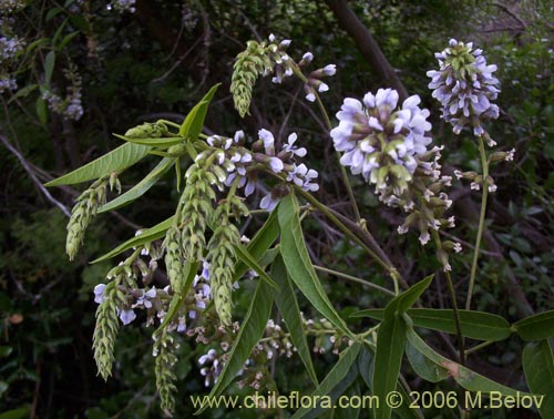 Image of Psoralea glandulosa (Culén / Cule). Click to enlarge parts of image.