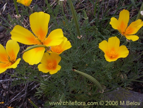 Bild von Eschscholzia californica (Dedal de oro / Copa de oro). Klicken Sie, um den Ausschnitt zu vergrössern.