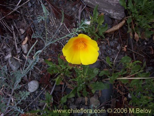 Bild von Eschscholzia californica (Dedal de oro / Copa de oro). Klicken Sie, um den Ausschnitt zu vergrössern.