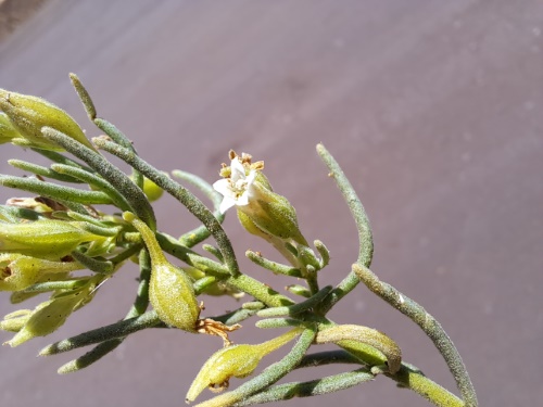 Imágen de Planta no identificada sp. #3060 (). Haga un clic para aumentar parte de imágen.