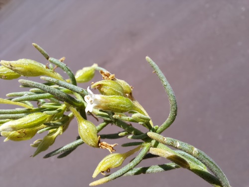 Imágen de Planta no identificada sp. #3060 (). Haga un clic para aumentar parte de imágen.