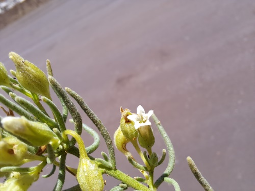 Imágen de Planta no identificada sp. #3060 (). Haga un clic para aumentar parte de imágen.