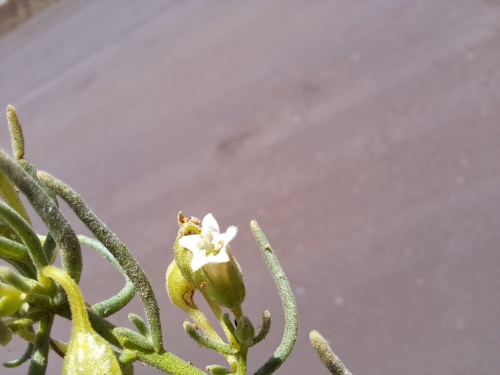 Imágen de Planta no identificada sp. #3060 (). Haga un clic para aumentar parte de imágen.