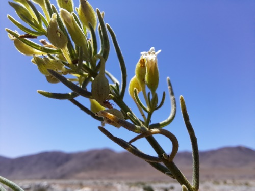 Imágen de Planta no identificada sp. #3060 (). Haga un clic para aumentar parte de imágen.