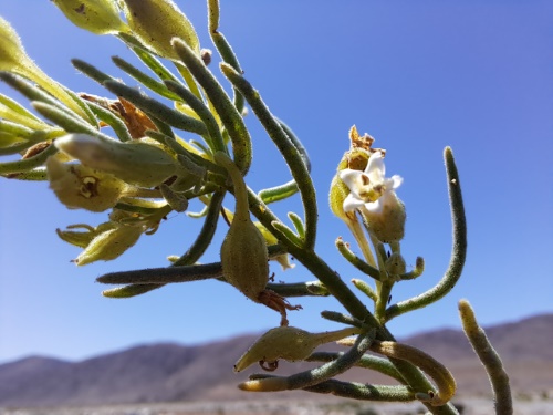 Imágen de Planta no identificada sp. #3060 (). Haga un clic para aumentar parte de imágen.