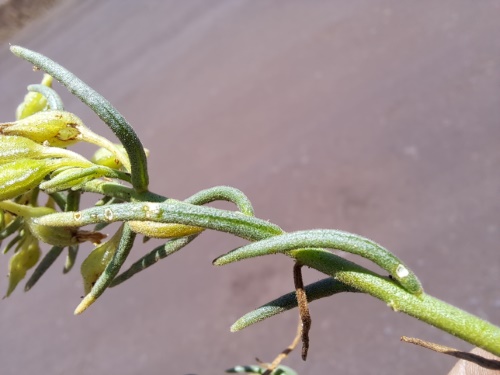 Imágen de Planta no identificada sp. #3060 (). Haga un clic para aumentar parte de imágen.