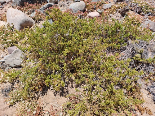 Imágen de Planta no identificada sp. #3060 (). Haga un clic para aumentar parte de imágen.