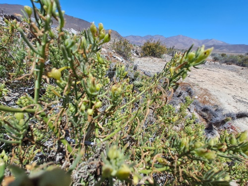 Imágen de Planta no identificada sp. #3060 (). Haga un clic para aumentar parte de imágen.
