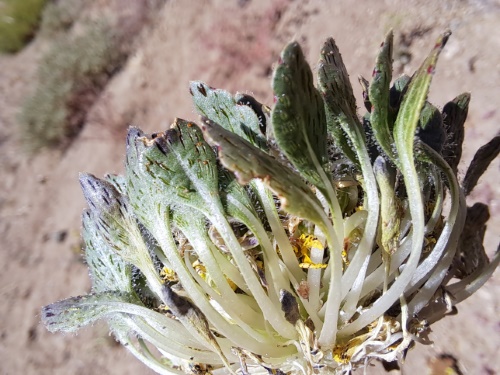 Image of Viola sp. #3061 (). Click to enlarge parts of image.