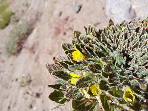 Image of Viola sp. #3061 (). Click to enlarge parts of image.