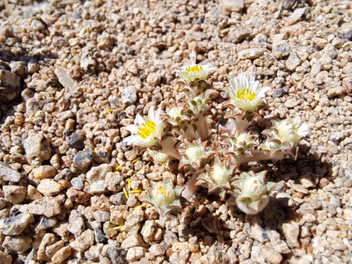 Bild von Chaetanthera sp. #3062 (). Klicken Sie, um den Ausschnitt zu vergrössern.