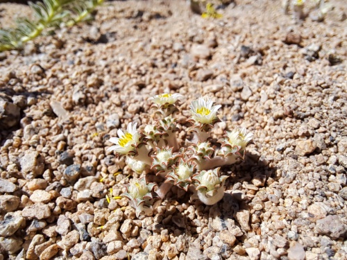 Bild von Chaetanthera sp. #3062 (). Klicken Sie, um den Ausschnitt zu vergrössern.