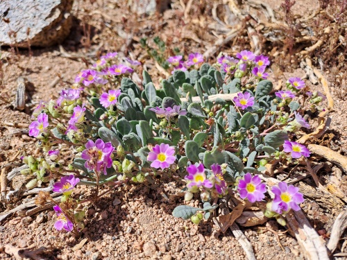 Image of Calandrinia sp. #3058 (). Click to enlarge parts of image.