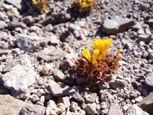 Image of Oxalis sp. #3057 (). Click to enlarge parts of image.